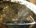06-sparrows-showering-in-souches
