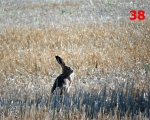 38_hare-in-cornfield-at-sourches