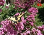 61_swallowtail-butterfly-on-red-valerian