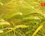 18_barley-nouvelle-aquitaine