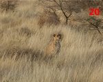 20_cheetah-in-samburu-kenya