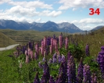 34_lupins-in-new-zealand