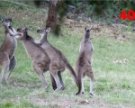 40_kangaroos-boxing-in-the-adelaide-hills
