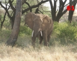 61_african-elephant-in-selous-tanzania