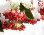 63_winter-berries