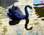 7_black-swan-in-the-moat-at-chateau-de-cherveux