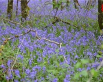 8_blue-bells-in-spring2